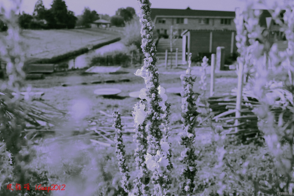 c040.jpg