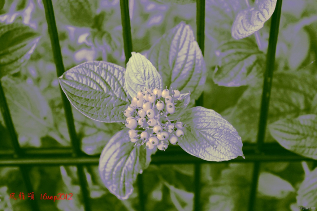 c 041.jpg